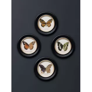 Tableau décor cabinet de curiosité