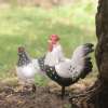 Coq Résine Déco Jardin