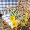 Coussins Galettes de Chaise Confortables Carreaux bleus