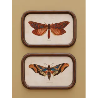 Duo de Cadres Papillons Style cabinet Curiosités, Chehoma