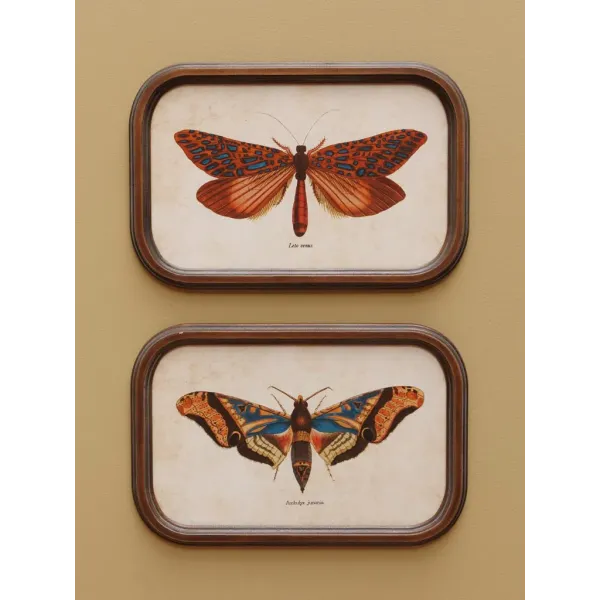 Duo de Cadres Papillons Style cabinet Curiosités, Chehoma