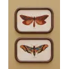 Duo de Cadres Papillons Style cabinet Curiosités, Chehoma