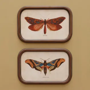 2 Cadres Papillons Cabinet Vintage Chehoma