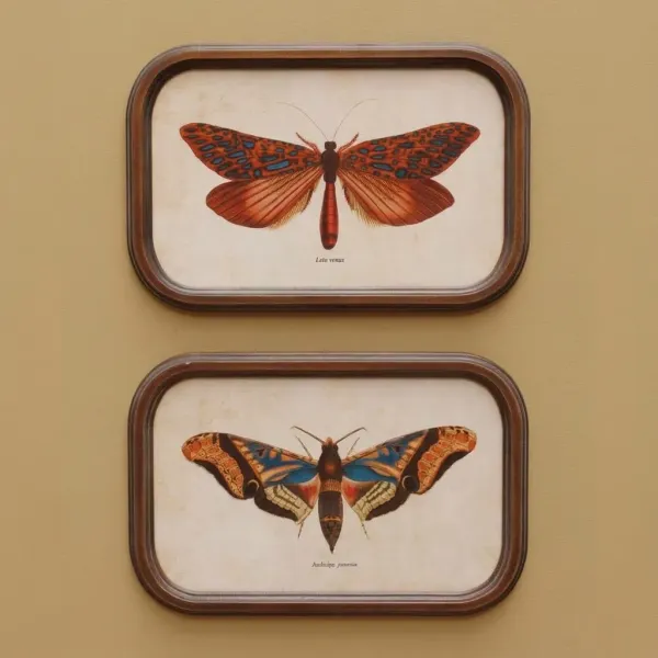 2 Cadres Papillons Cabinet Vintage Chehoma