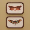2 Cadres Papillons Cabinet Vintage Chehoma