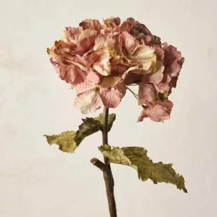 Hortensia Rose aux couleurs de l'automne