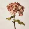 Hortensia Rose aux couleurs de l'automne