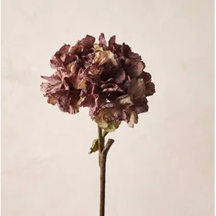 Hortensia violet aux couleurs de l'automne